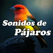 Sonidos de Pájaros: Naturaleza Relajante para Dormir, Meditar, Reducir el Estrés y Descansar