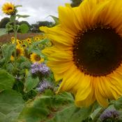 The Nature Garden: gardening, wildlife and nature notes