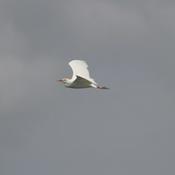 Un cordón de garzas blancas