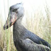 Vogel der Woche - bird of the week