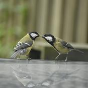 Vogel-Praat