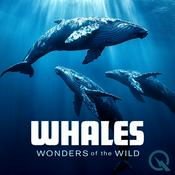Whales